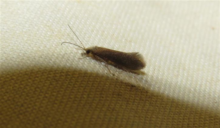 Another trichoptera for ID:    cfr. Psychomyidae